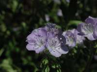 Click to see DSCN7121.JPG