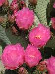 Click to see DSCN7141.JPG